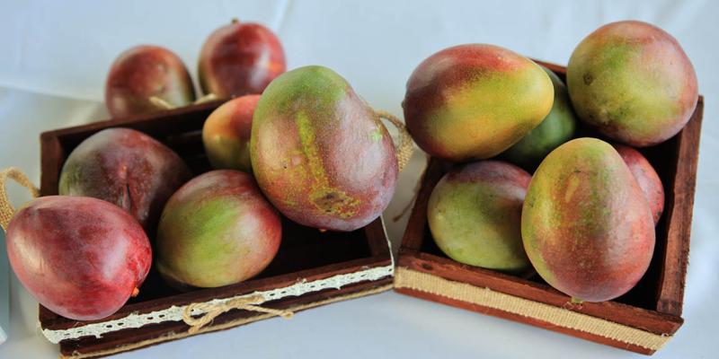 Consumir mango favorece el sistema inmunológico