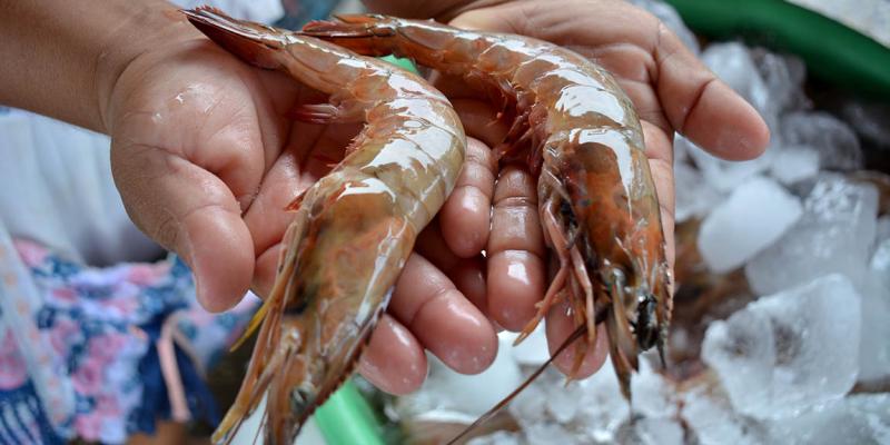 El camarón una fuente de Omega-3