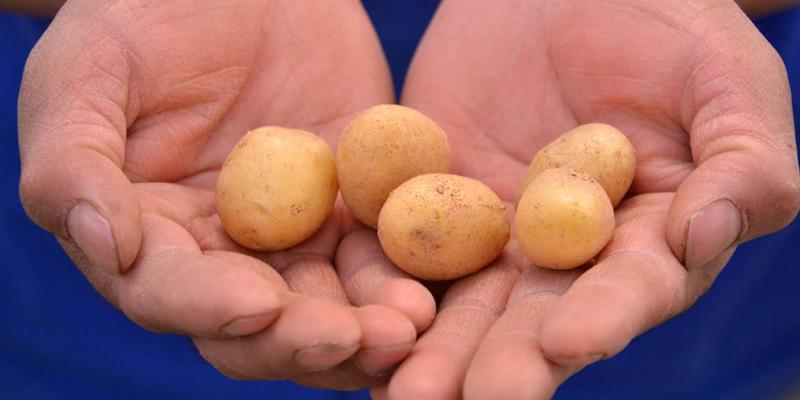 El cultivo de papa se desarrolla en el altiplano del país