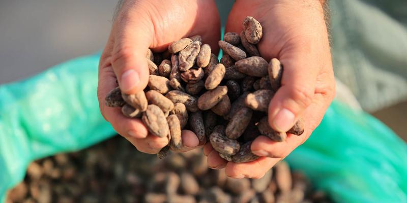 Estos son los beneficios del cacao 