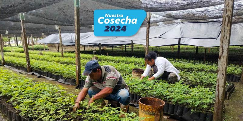 Más de un millón de plantas forestales producidas para la sostenibilidad ambiental 