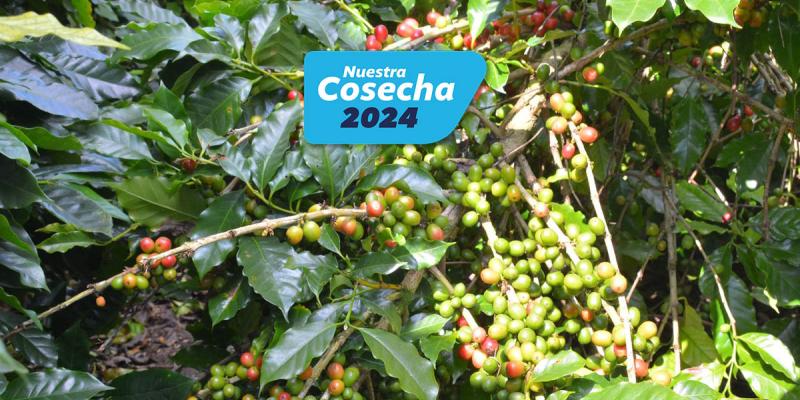Pequeños caficultores accedieron a financiamiento por Q17 millones