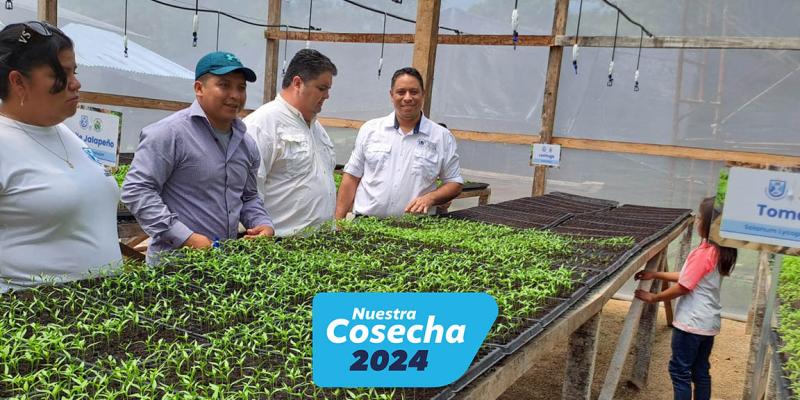 Producción de pilones se incrementa con la inauguración del séptimo invernadero hortícola