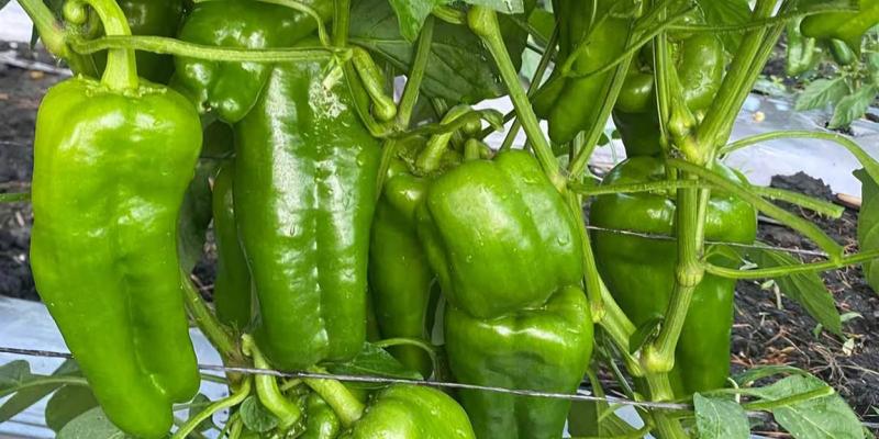 El chile pimiento también es una fuente de antioxidantes