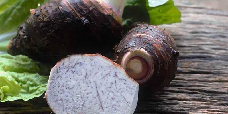 El cultivo de malanga en Guatemala