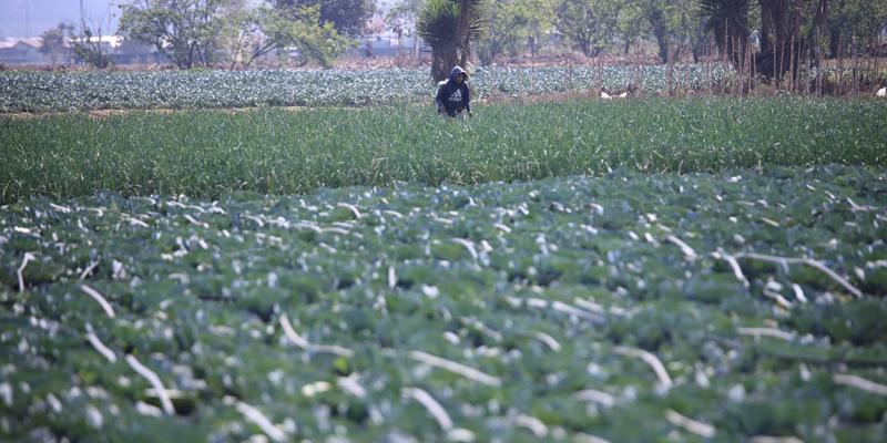 El equilibrio entre la producción agrícola y los ecosistemas