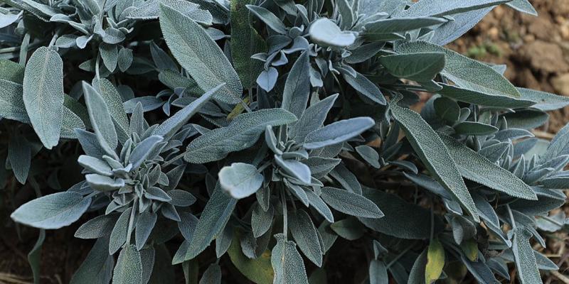 Salvia, la planta utilizada en ceremonias de limpieza energética 
