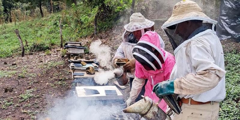 Combaten plagas y mejoran producción de miel en El Chal