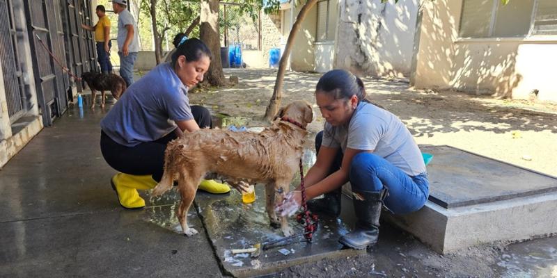Cuidado y rehabilitación de perros en custodia temporal