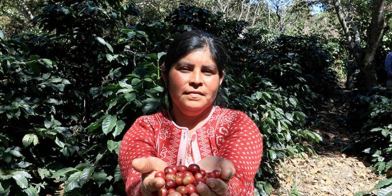 Época de cosecha del café