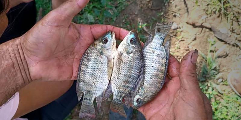 Entregan alevines a productores acuícolas de Sayaxché