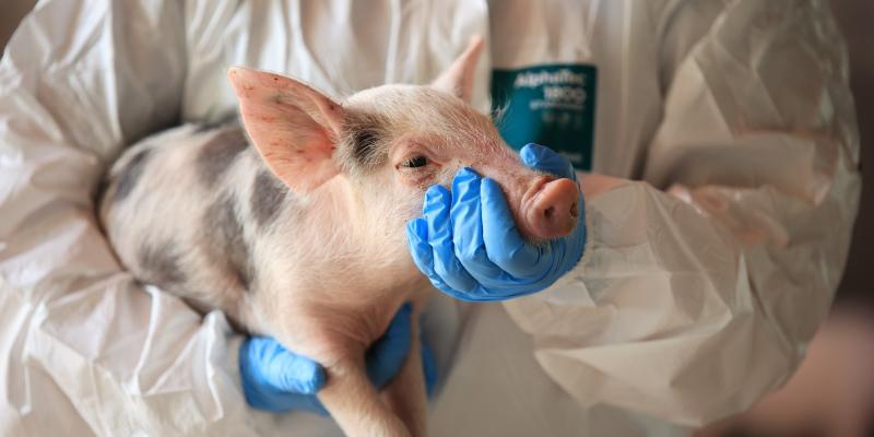Guatemala en ruta de oficializar el estatus de país libre de Peste Porcina Clásica