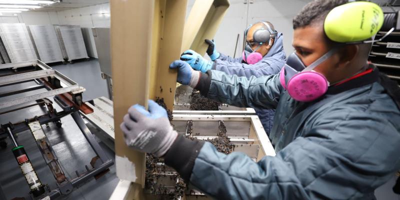 Más de 282 millones de moscas estériles se han dispersado
