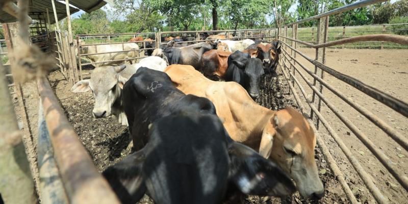 Ganaderos de Izabal colaboran en el combate al Gusano Barrenador del Ganado