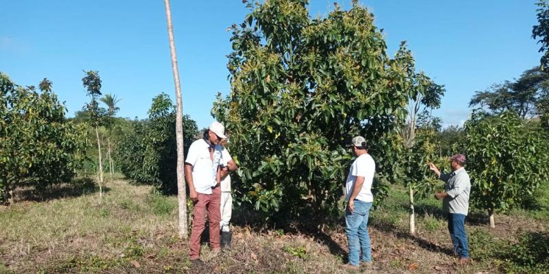 Brindan asistencia técnica en cultivo de aguacate 
