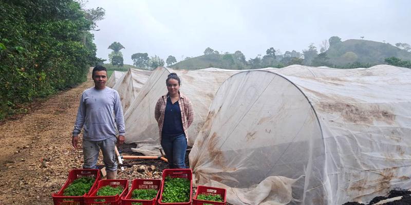 Cosechan más de cinco mil pilones para apoyar a productores de Petén