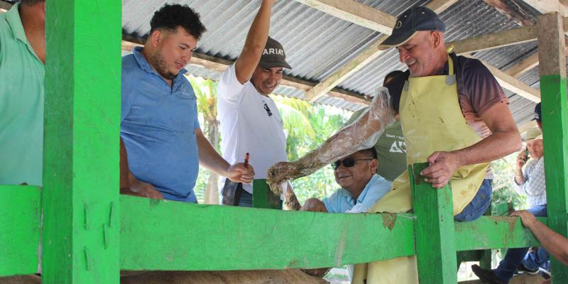 Ganaderos de Dolores, Petén se capacitan en inseminación artificial y fortalecen su producción
