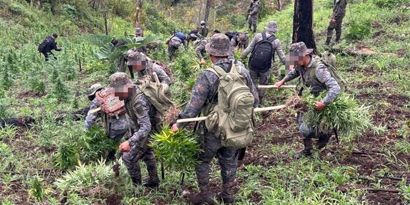 Ejército de Guatemala localizó dos plantaciones de marihuana en Petén.