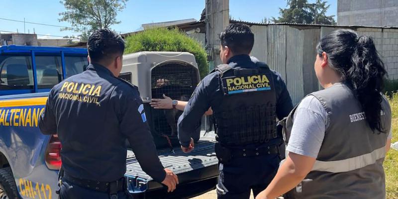 Resguardan a perra que era maltratada en Chimaltenango