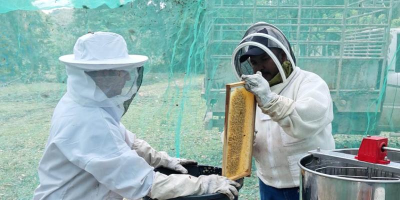 Apicultores reciben asistencia técnica para mejorar extracción de miel