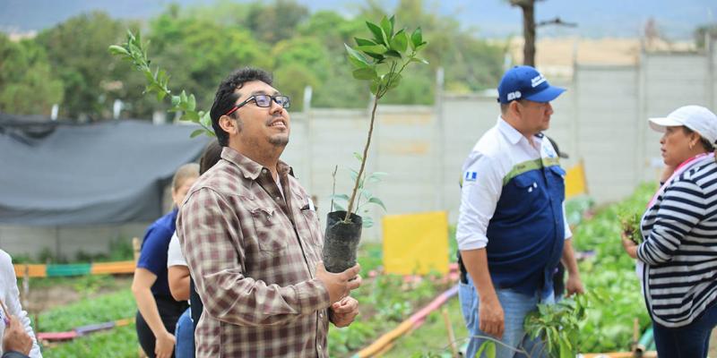 Coseche la fruta de su propio árbol