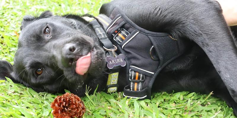Cuide a su mascota durante las vacaciones