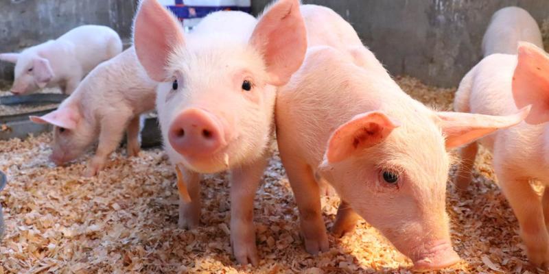 Cuide a sus animales por las altas temperaturas 