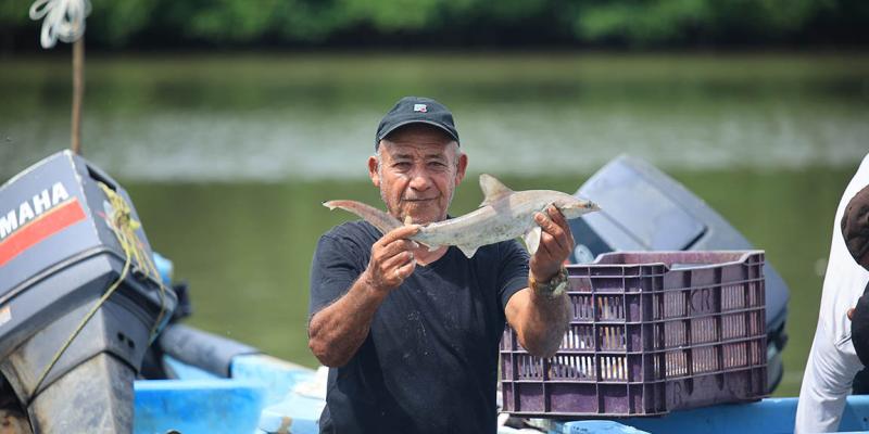 Determinan veda para tiburones y pargos en el litoral atlántico