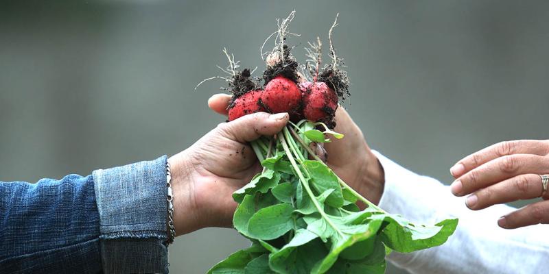El cultivo de rábano brinda beneficios nutricionales y económicos