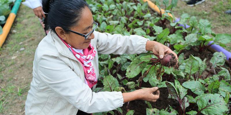 El cultivo de remolacha en huertos familiares