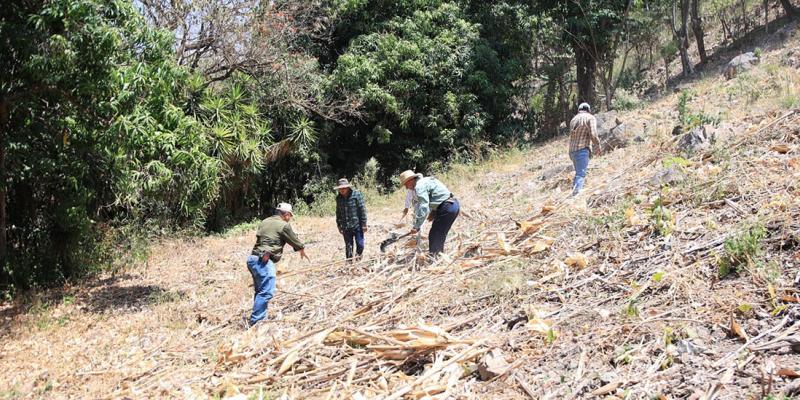 La importancia del mulch en la agricultura