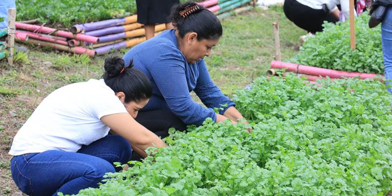 La planta aromática que pone el sabor