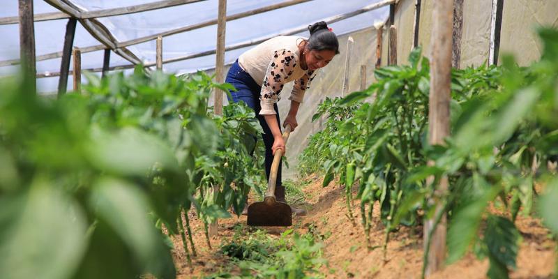 Los sistemas de ambiente controlado mejoran la producción agrícola