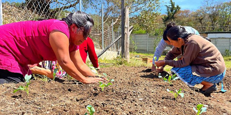 Más familias huehuetecas están implementando huertos familiares 