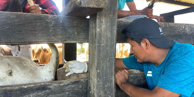 Productor ganadero de El Chal recibe asistencia para exportar bovinos