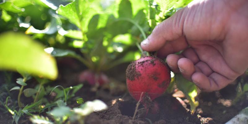 Promueven agricultura familiar y huertos familiares en Huehuetenango