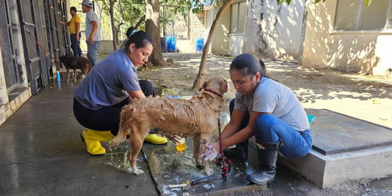 Recomendaciones para el cuidado de sus mascotas por el Gusano Barrenador del Ganado