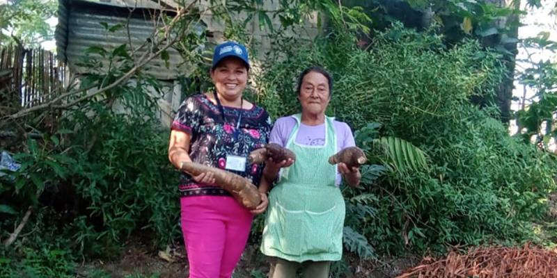 Cultivos de yuca contribuyen con la seguridad alimentaria en Villa Canales