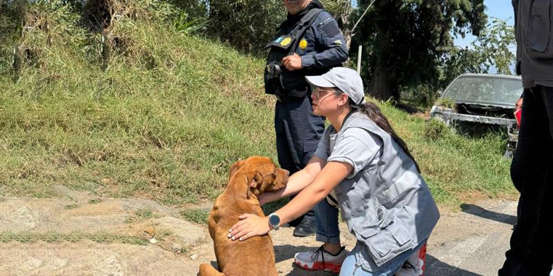 Operativo conjunto permite el decomiso de un canino