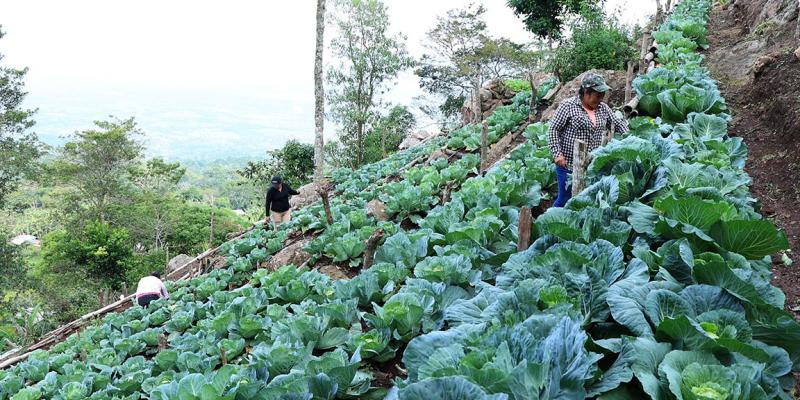 Más allá del maíz: el valor de proteger la agrobiodiversidad