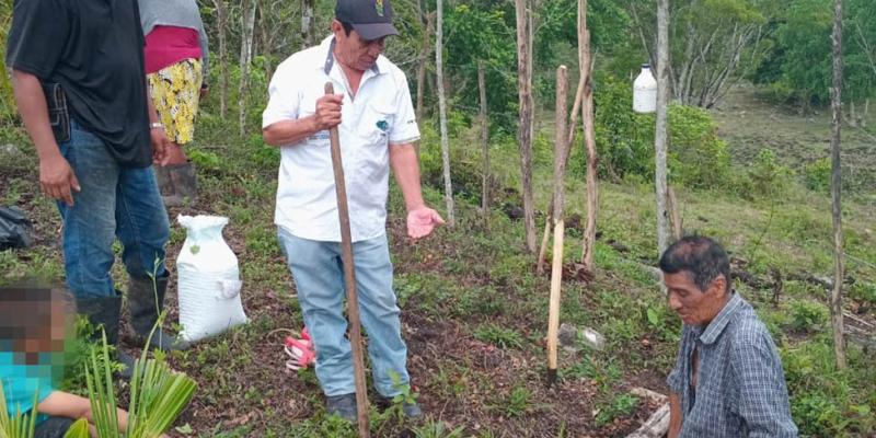 Agricultores de Petén conocen la semilla de maíz con alta calidad de proteína