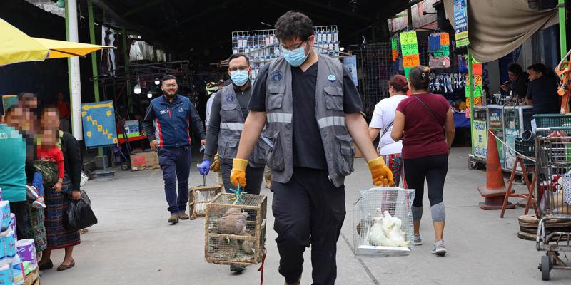 Operativo interinstitucional decomisa animales enjaulados en malas condiciones