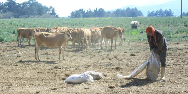 Recomendaciones para el sector agropecuario ante la caída de ceniza 