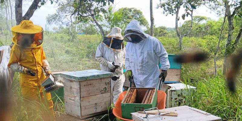 Se brinda asistencia técnica en manejo de apiarios en El Chal
