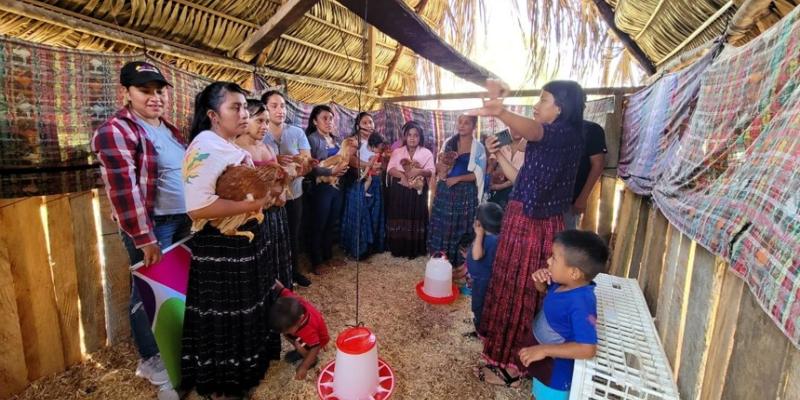 Proyectos avícolas fortalecen economía familiar de mujeres en Poptún