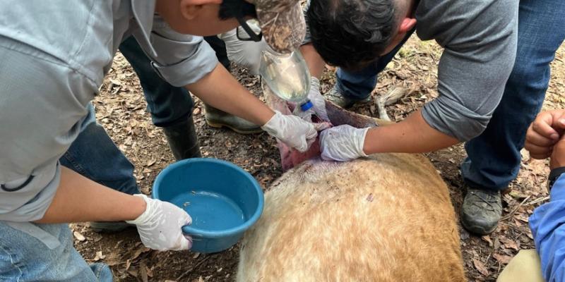 Revisar ombligos y heridas en animales puede frenar propagación del gusano barrenador