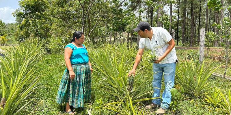 Fortalecen producción de frutales en Poptún