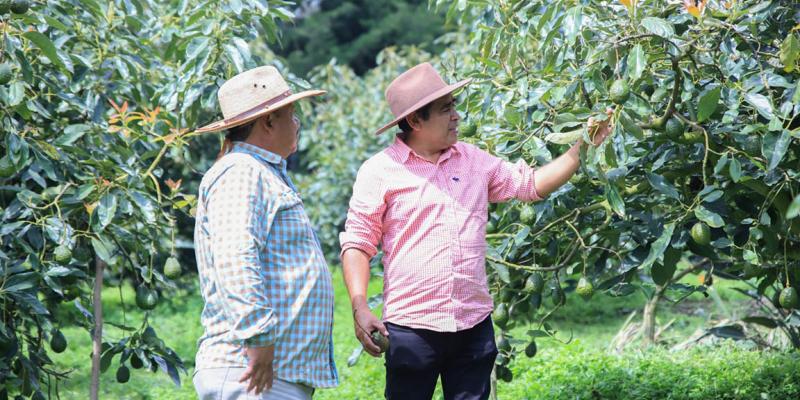 Guatemala celebra el “oro verde” como motor agrícola y cultural