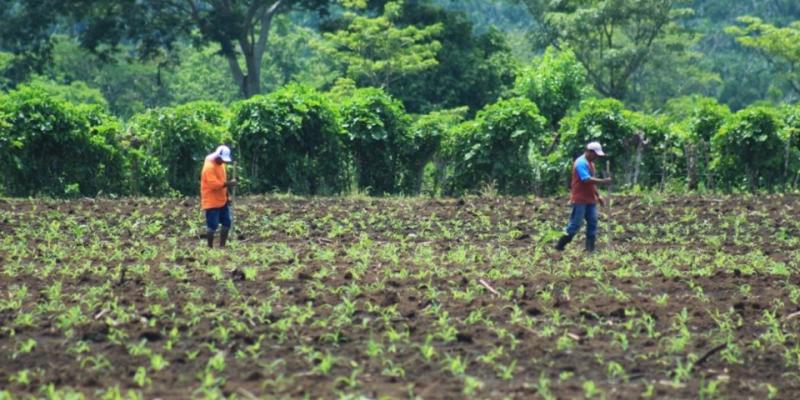 Semilla certificada, clave para el desarrollo agrícola de comunidades rurales