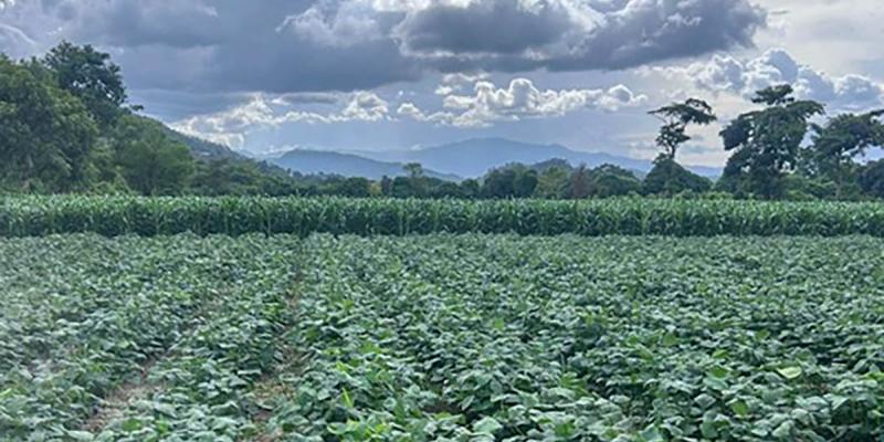 Supervisan validación agronómica de semillas de soya en Jalapa